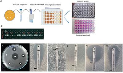 Frontiers | Can We Improve Antifungal Susceptibility Testing?